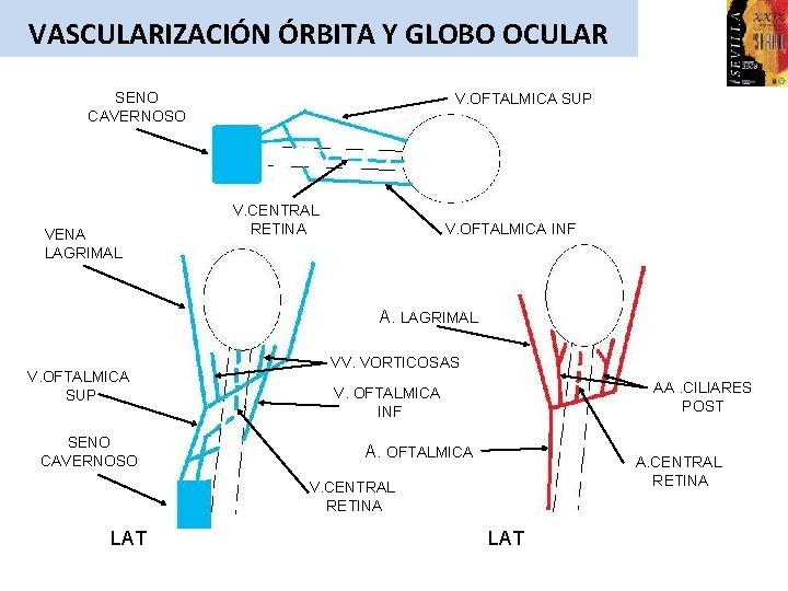 VASCULARIZACIÓN ÓRBITA Y GLOBO OCULAR SENO CAVERNOSO VENA LAGRIMAL V. OFTALMICA SUP V. CENTRAL