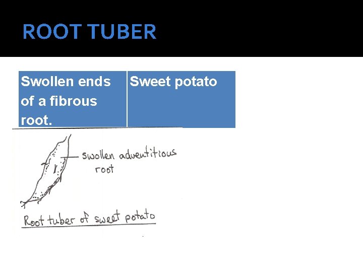 ROOT TUBER Swollen ends of a fibrous root. Sweet potato 