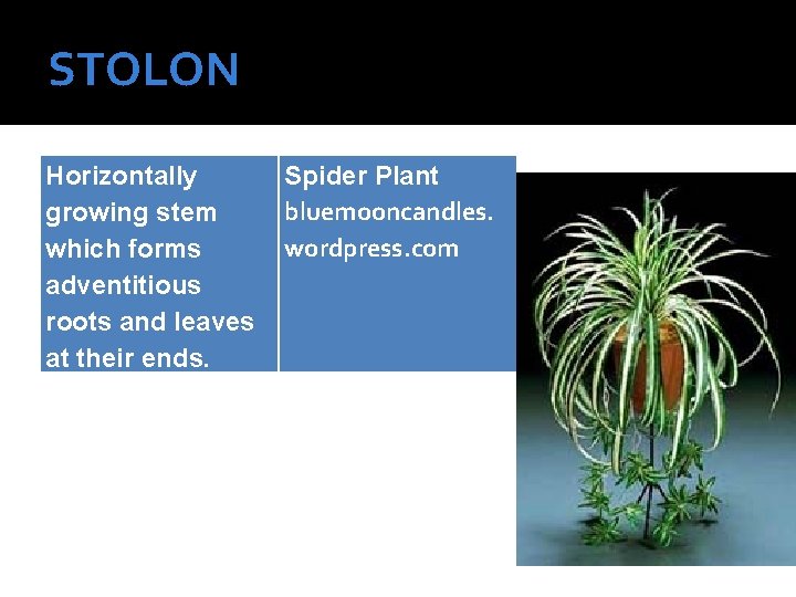 STOLON Horizontally growing stem which forms adventitious roots and leaves at their ends. Spider