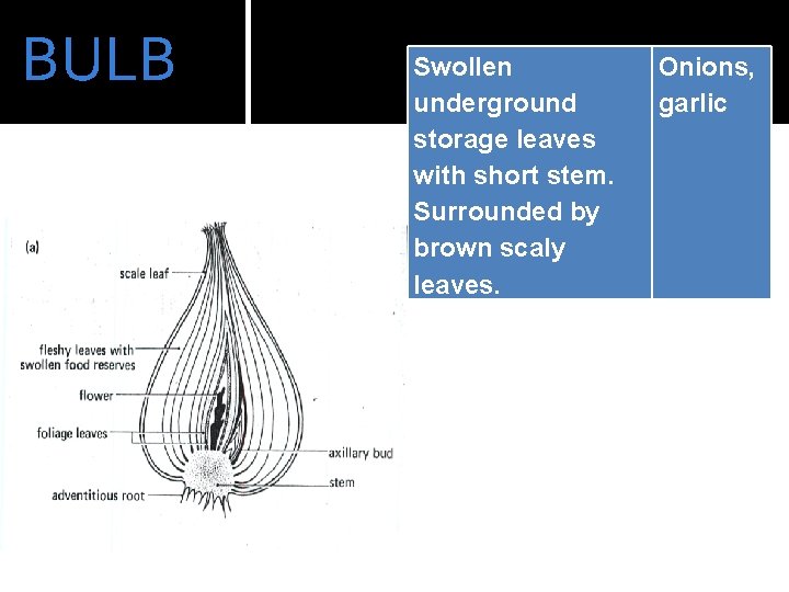 BULB Swollen underground storage leaves with short stem. Surrounded by brown scaly leaves. Onions,