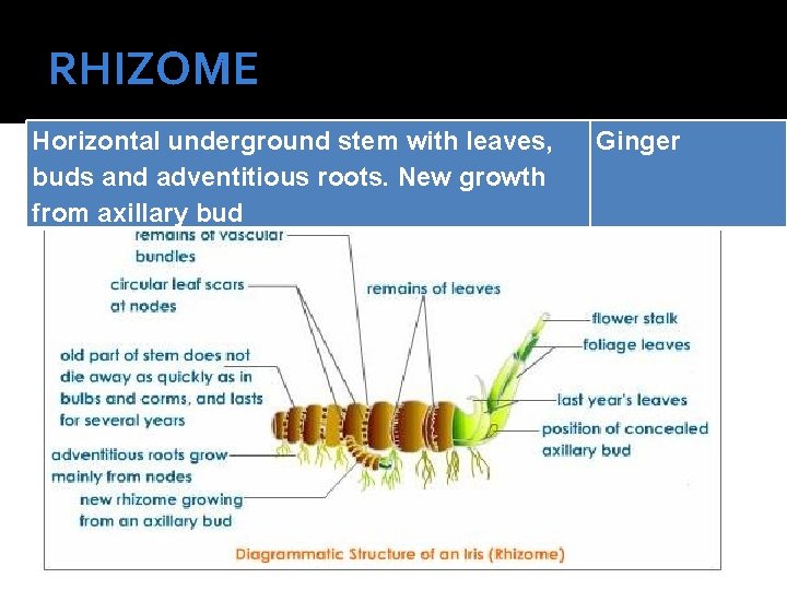 RHIZOME Horizontal underground stem with leaves, buds and adventitious roots. New growth from axillary
