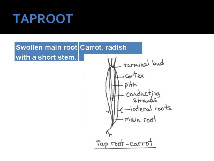 TAPROOT Swollen main root Carrot, radish with a short stem. 