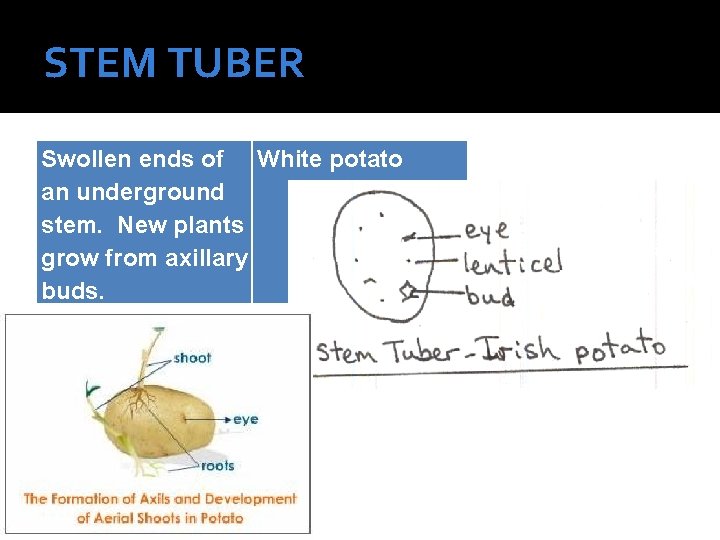 STEM TUBER Swollen ends of White potato an underground stem. New plants grow from