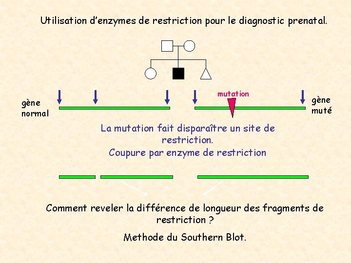 Utilisation d’enzymes de restriction pour le diagnostic prenatal. gène normal mutation gène muté La