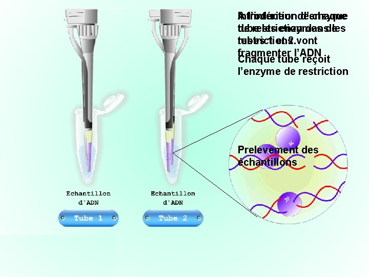 A l’intérieur de Introduction d’enzyme chaque de restriction tube les enzymes dansde les tubes