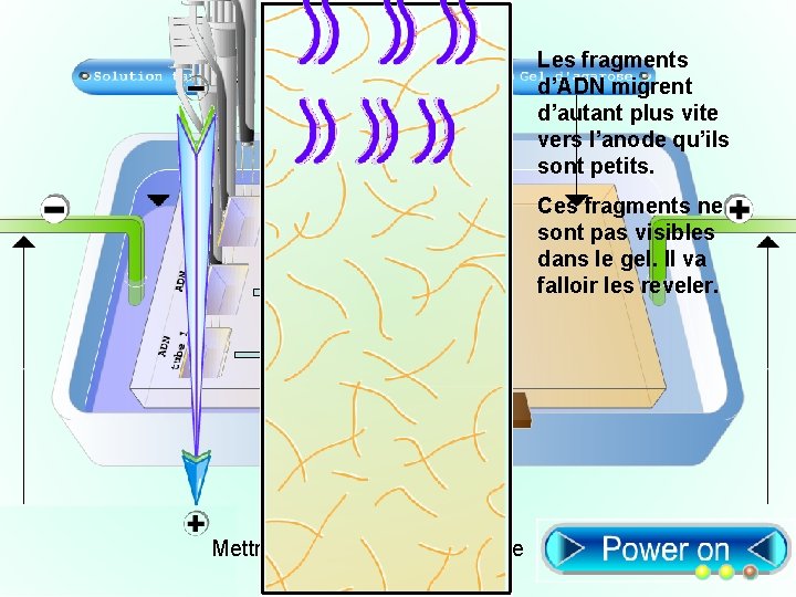 Les fragments d’ADN migrent d’autant plus vite vers l’anode qu’ils sont petits. Ces fragments