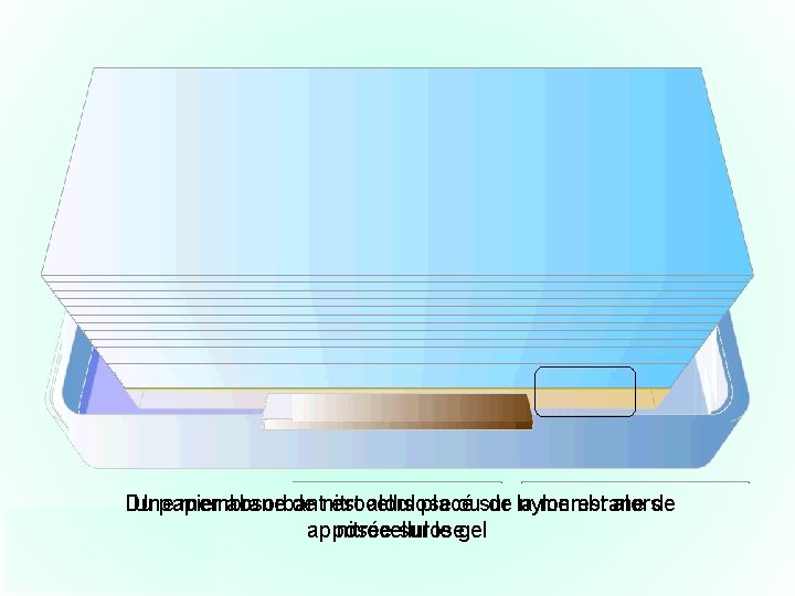Un traitement alcalin va permettre de dénaturer les doubles brins d’ADN en simple brins