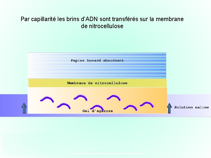 Par capillarité les brins d’ADN sont transférés sur la membrane de nitrocellulose 