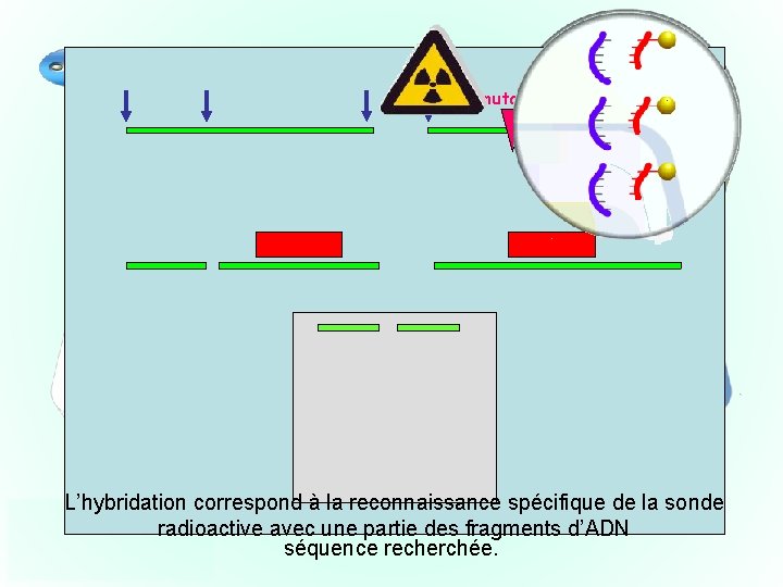 mutation On plonge la membrane nitrocellulose dans une solution L’hybridation correspond à lade reconnaissance