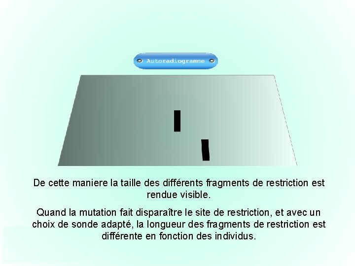 De cette maniere la taille des différents fragments de restriction est rendue visible. On