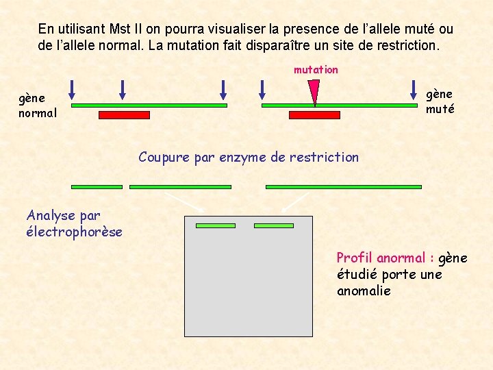 En utilisant Mst II on pourra visualiser la presence de l’allele muté ou de