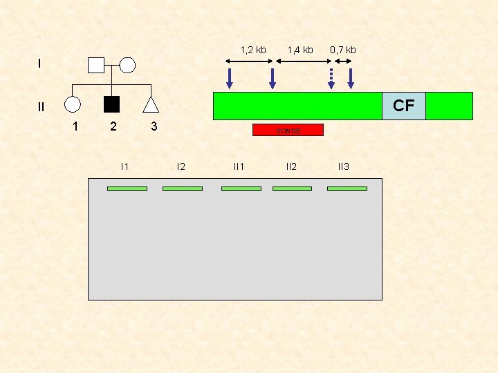 1, 2 kb 1, 4 kb 0, 7 kb I CF II 1 2