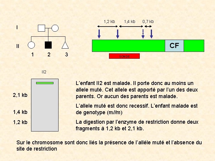 1, 2 kb 1, 4 kb 0, 7 kb I CF II 1 2