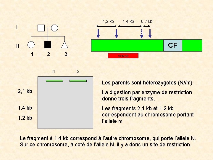 1, 2 kb 1, 4 kb 0, 7 kb I CF II 1 2