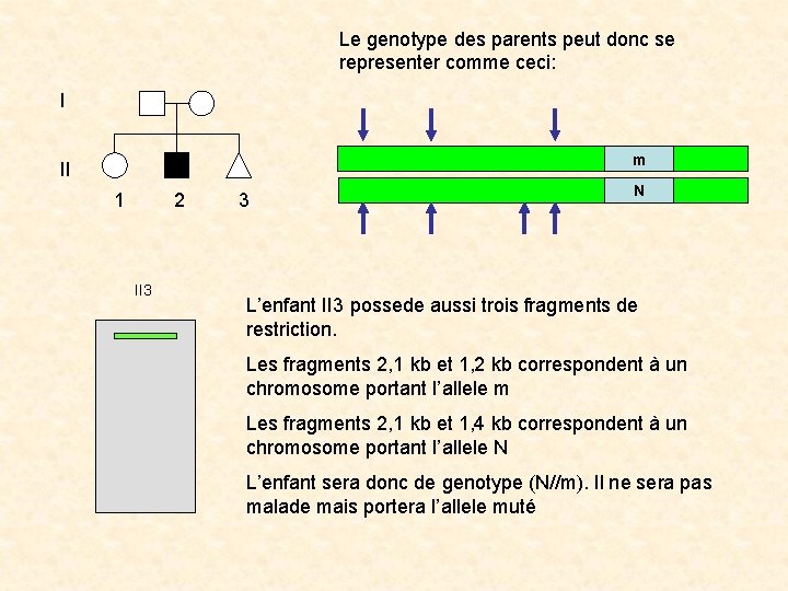 Le genotype des parents peut donc se representer comme ceci: I m II 1