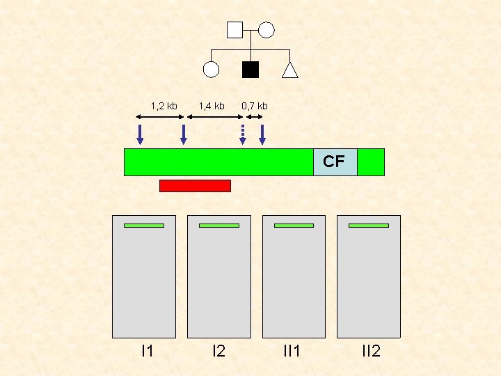 1, 2 kb 1, 4 kb 0, 7 kb CF SONDE I 1 I