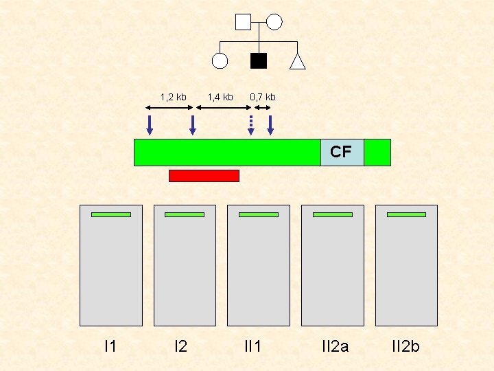 1, 2 kb 1, 4 kb 0, 7 kb CF SONDE I 1 I