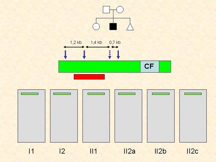 1, 2 kb 1, 4 kb 0, 7 kb CF SONDE I 1 I