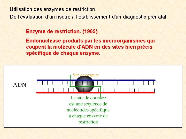 Utilisation des enzymes de restriction. De l’évaluation d’un risque à l’établissement d’un diagnostic prénatal