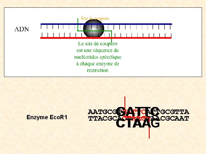 Enzyme Eco. R 1 AATGCGTGATTCATTGCGTTA GATTC G ATTC TTACGCACTAAGTAACGCAAT CTAAG 