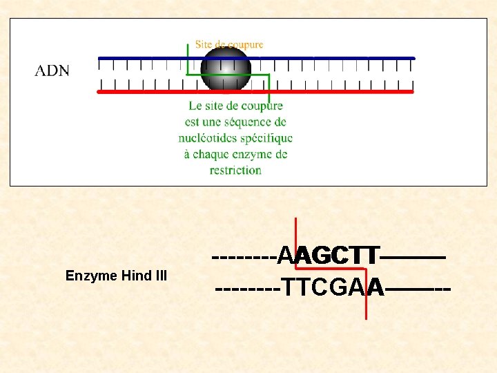 Enzyme Hind III --------AAGCTT-----------TTCGA A--------TTCGAA---- 