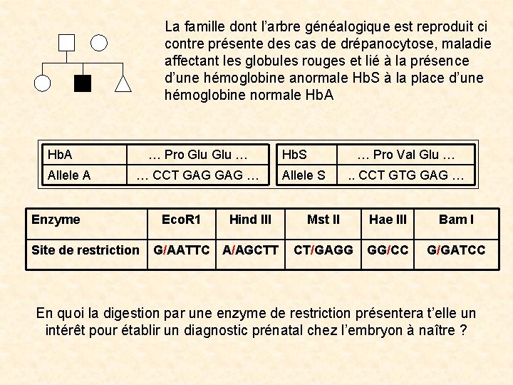 La famille dont l’arbre généalogique est reproduit ci contre présente des cas de drépanocytose,