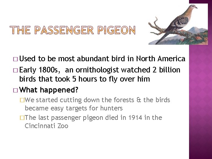 � Used to be most abundant bird in North America � Early 1800 s,