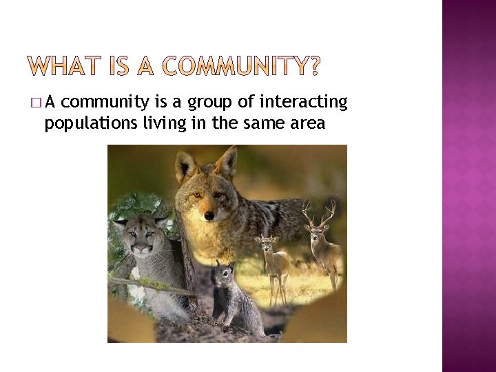 �A community is a group of interacting populations living in the same area 