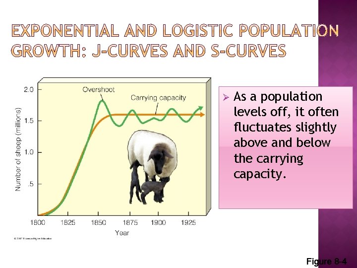 Ø As a population levels off, it often fluctuates slightly above and below the