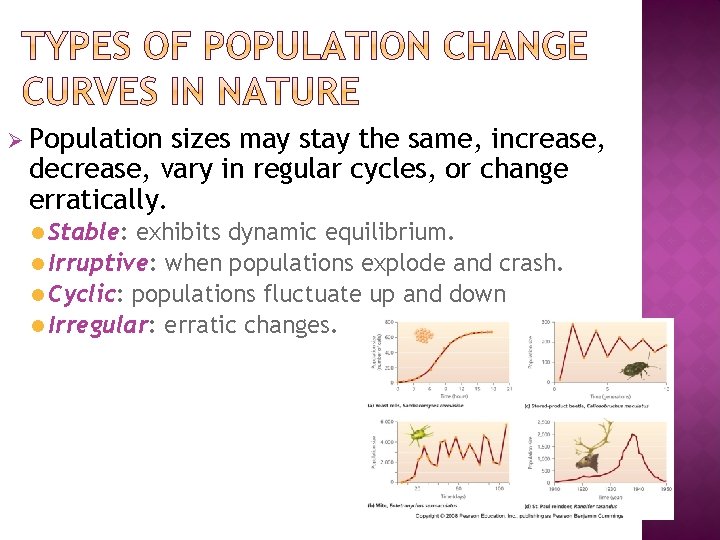 Ø Population sizes may stay the same, increase, decrease, vary in regular cycles, or