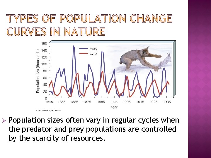 Ø Population sizes often vary in regular cycles when the predator and prey populations