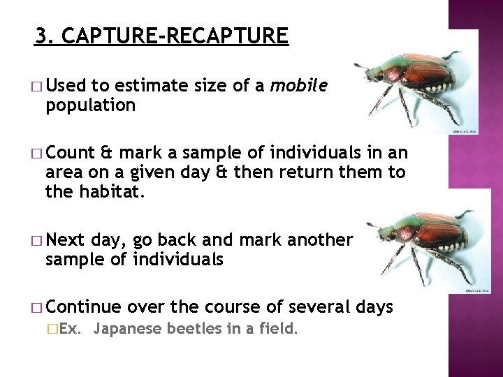 3. CAPTURE-RECAPTURE � Used to estimate size of a mobile population � Count &