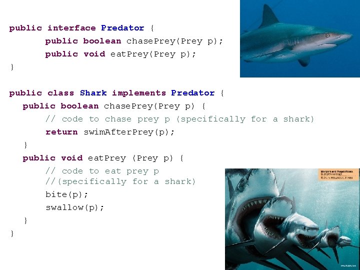 public interface Predator { public boolean chase. Prey(Prey p); public void eat. Prey(Prey p);