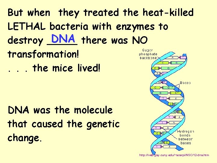 But when they treated the heat-killed LETHAL bacteria with enzymes to DNA there was