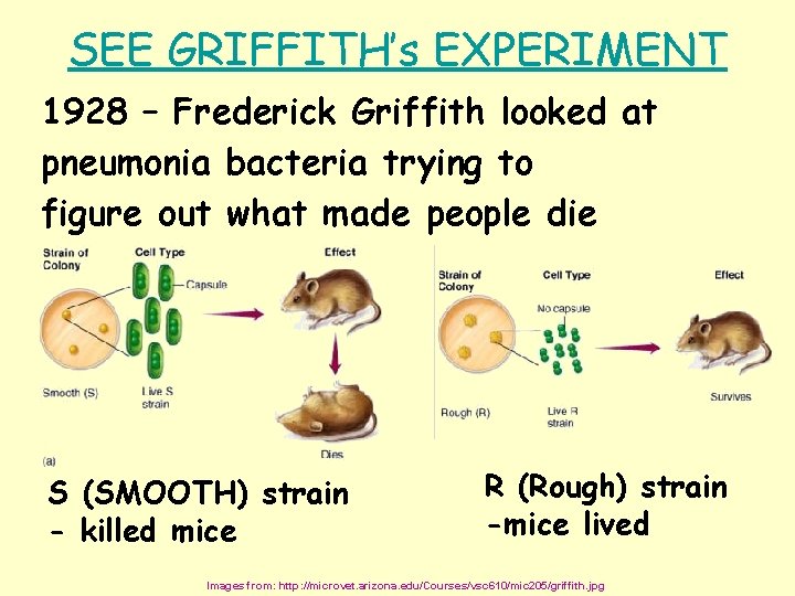 SEE GRIFFITH’s EXPERIMENT 1928 – Frederick Griffith looked at pneumonia bacteria trying to figure