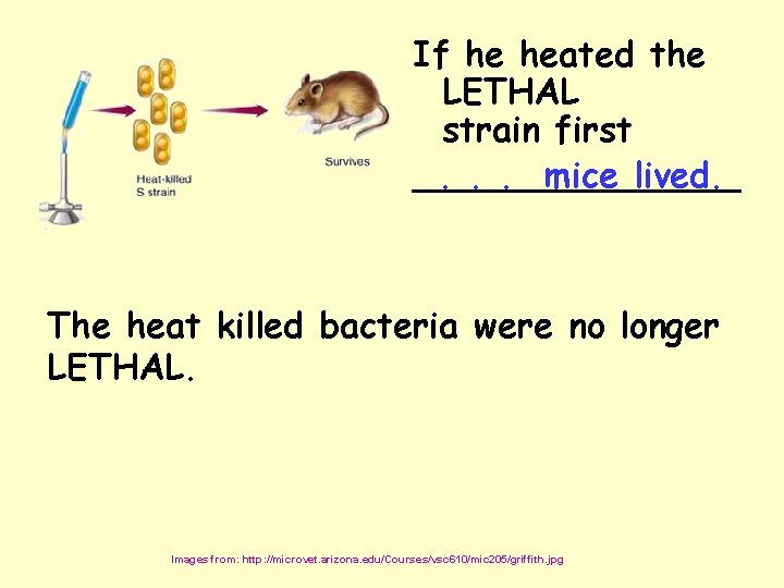 If he heated the LETHAL strain first. . . mice lived. ________ The heat