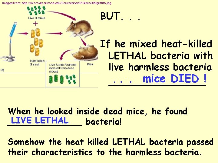 Images from: http: //microvet. arizona. edu/Courses/vsc 610/mic 205/griffith. jpg BUT. . . If he