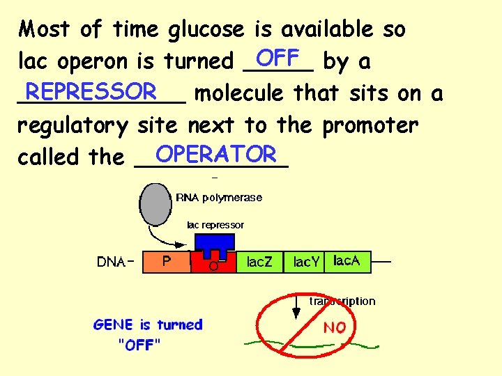 Most of time glucose is available so OFF by a lac operon is turned