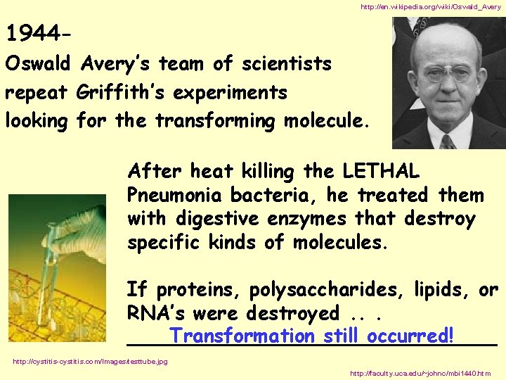 http: //en. wikipedia. org/wiki/Oswald_Avery 1944 Oswald Avery’s team of scientists repeat Griffith’s experiments looking