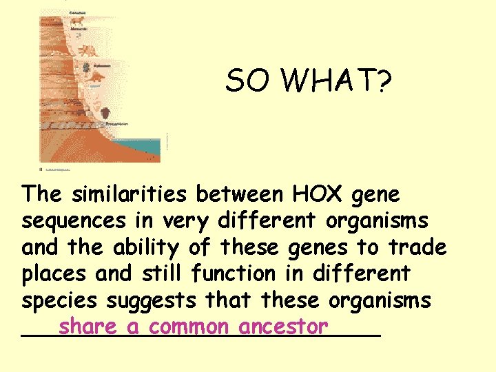 SO WHAT? The similarities between HOX gene sequences in very different organisms and the