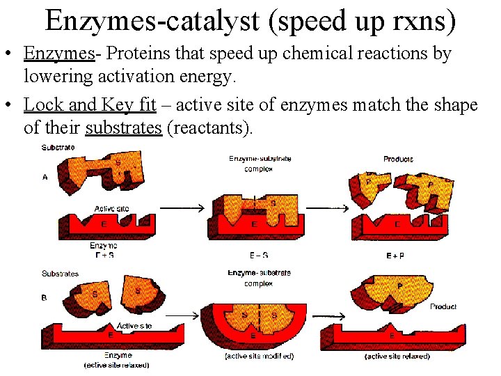 Enzymes-catalyst (speed up rxns) • Enzymes- Proteins that speed up chemical reactions by lowering