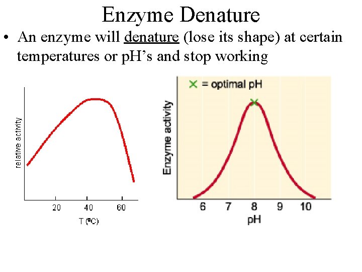 Enzyme Denature • An enzyme will denature (lose its shape) at certain temperatures or