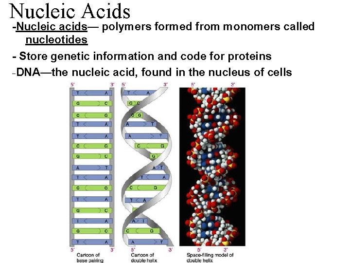 Nucleic Acids -Nucleic acids— polymers formed from monomers called nucleotides - Store genetic information