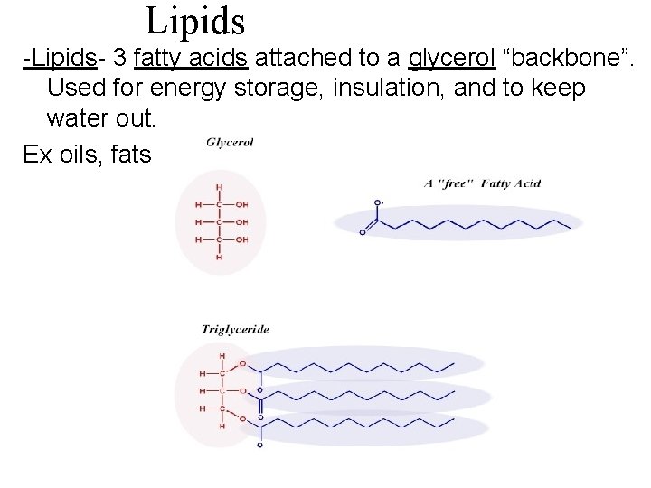 Lipids -Lipids- 3 fatty acids attached to a glycerol “backbone”. Used for energy storage,