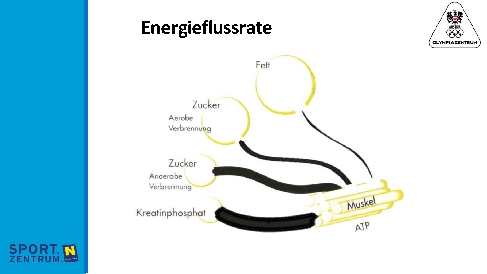 Energieflussrate http: //www. lehrer. unikarlsruhe. de/~za 343/osa/material/download/Neigungsfach/Trainingsleh re%2005%20 -%20 Energiebereitstellung. pdf 