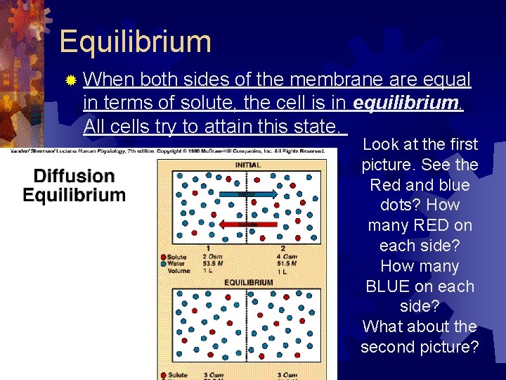 Equilibrium ® When both sides of the membrane are equal in terms of solute,