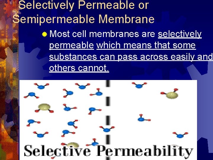 Selectively Permeable or Semipermeable Membrane ® Most cell membranes are selectively permeable which means