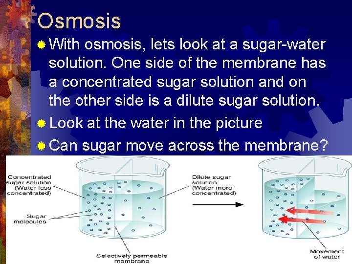 Osmosis ® With osmosis, lets look at a sugar-water solution. One side of the