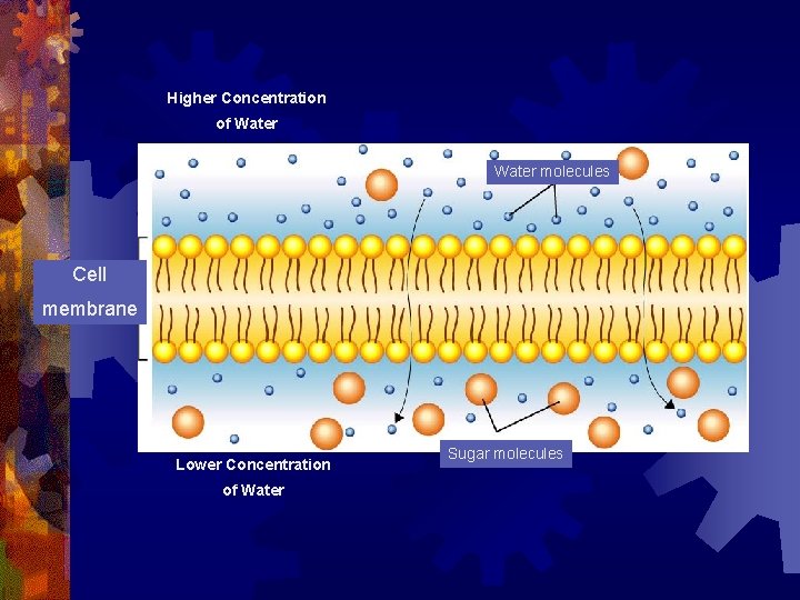 Higher Concentration of Water molecules Cell membrane Lower Concentration of Water Sugar molecules 