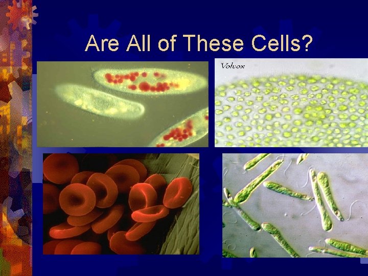 Are All of These Cells? 